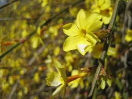 Yellow Flower